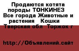 Продаются котята породы ТОНКИНЕЗ - Все города Животные и растения » Кошки   . Тверская обл.,Торжок г.